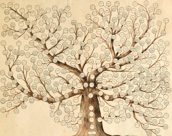 Detectiv - Arbore genealogic